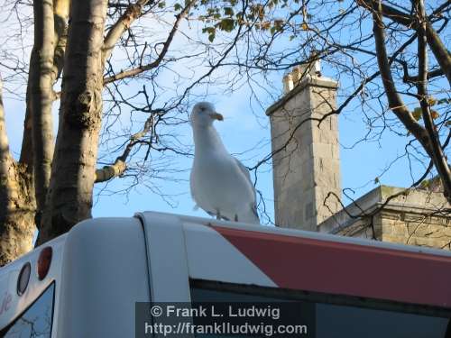 Riding the Dublin Bus